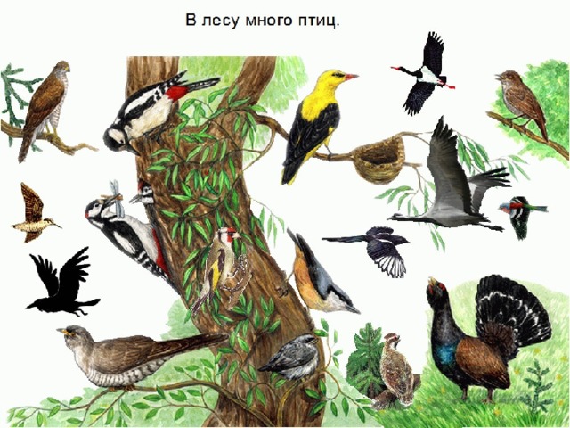 К птицам леса относятся. Птицы леса. Перелетные птицы в лесу. Лесные птицы много. Птицы леса для детей.
