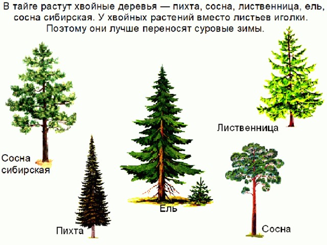 Каштан растет в хвойных лесах