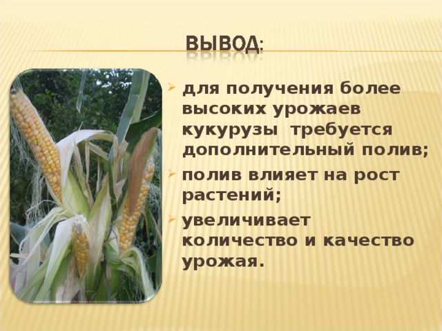 для получения более высоких урожаев кукурузы требуется дополнительный полив; полив влияет на рост растений; увеличивает количество и качество урожая.  