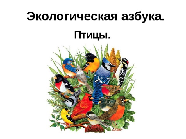 Экологическая азбука. Птицы. 
