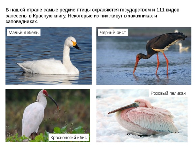 Малый лебедь Чёрный аист Розовый  пеликан Красноногий ибис 