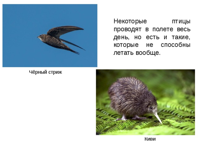 Некоторые птицы проводят в полете весь день, но есть и такие, которые не способны летать вообще.  