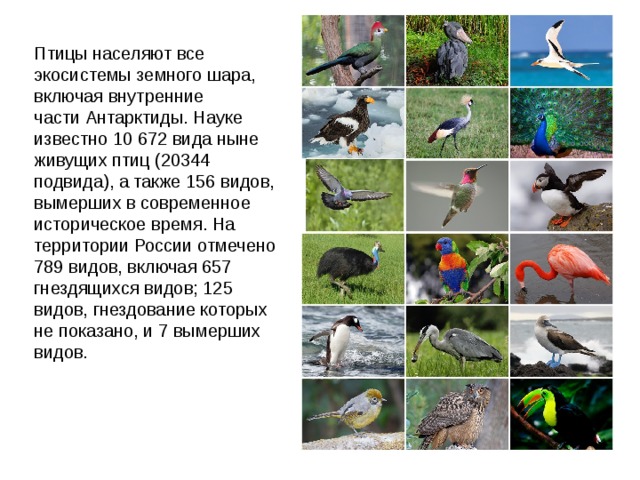 Птицы населяют все экосистемы земного шара, включая внутренние части Антарктиды. Науке известно 10 672 вида ныне живущих птиц (20344 подвида), а также 156 видов, вымерших в современное историческое время. На территории России отмечено 789 видов, включая 657 гнездящихся видов; 125 видов, гнездование которых не показано, и 7 вымерших видов. 