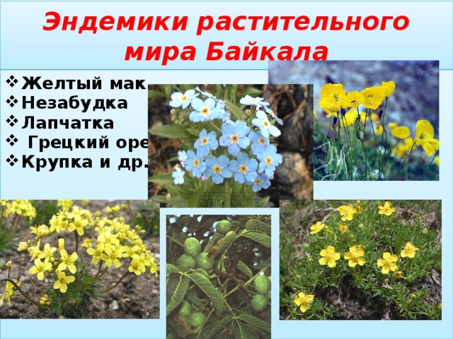 Картинки эндемики байкала