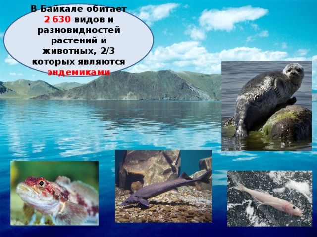 ёёё В Байкале обитает 2 630 видов и разновидностей растений и животных, 2/3 которых являются эндемиками 