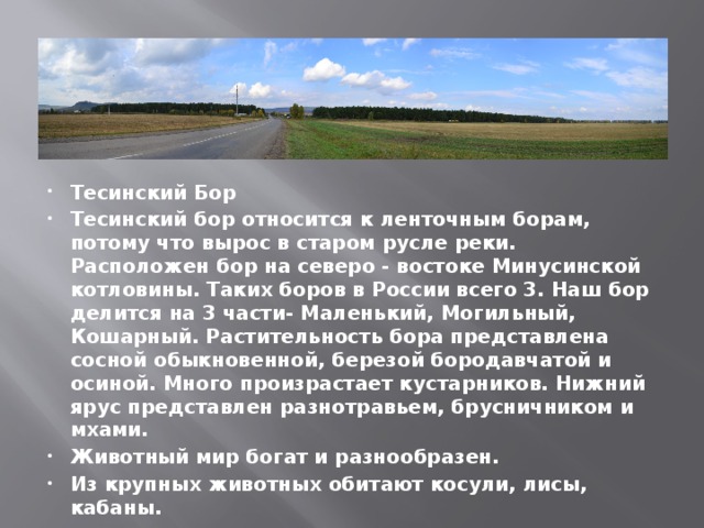 Тесинский Бор Тесинский бор относится к ленточным борам, потому что вырос в старом русле реки. Расположен бор на северо - востоке Минусинской котловины. Таких боров в России всего 3. Наш бор делится на 3 части- Маленький, Могильный, Кошарный. Растительность бора представлена сосной обыкновенной, березой бородавчатой и осиной. Много произрастает кустарников. Нижний ярус представлен разнотравьем, брусничником и мхами. Животный мир богат и разнообразен. Из крупных животных обитают косули, лисы, кабаны. 