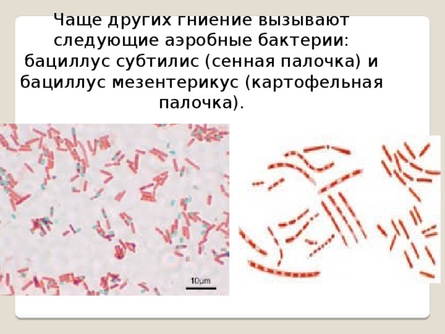 Чаще других гниение вызывают следующие аэробные бактерии: бациллус субтилис (сенная палочка) и бациллус мезентерикус (картофельная палочка). 