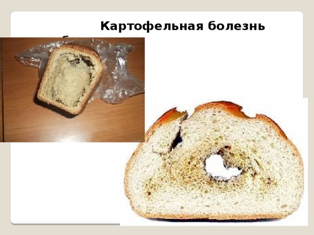  Картофельная болезнь хлеба   