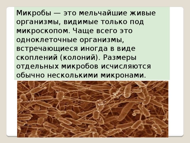 Микробы — это мельчайшие живые организмы, видимые только под микроскопом. Чаще всего это одноклеточные орга­низмы, встречающиеся иногда в виде скоплений (колоний). Раз­меры отдельных микробов исчисляются обычно несколькими микронами. 