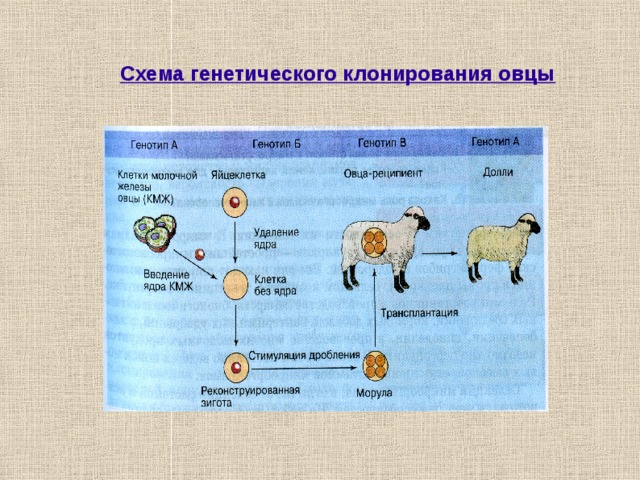 Схема генетического клонирования овцы 