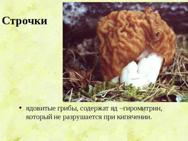 Строчки ядовитые грибы, содержат яд –гиромитрин, который не разрушается при кипячении. 