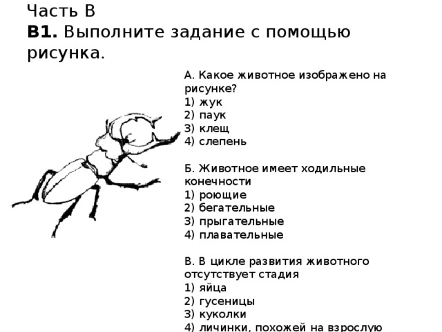 Имеются три пары ходильных ног. Насекомые задания. Насекомые задания для дошкольников. Насекомые задания для школьников. Насекомые и паукообразные задание.