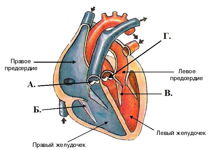 Обозначьте рисунок сердца. Строение сердца двустворчатый клапан. Клапаны сердца анатомия рисунок. Клапаны сердца анатомия схема. Строение клапанов сердца рисунок.