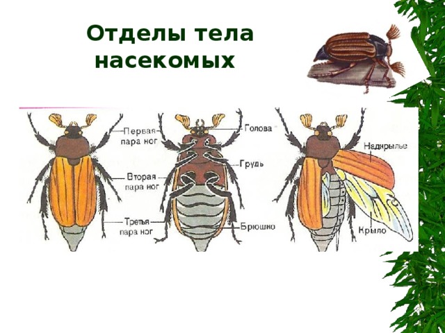  Отделы тела  насекомых 