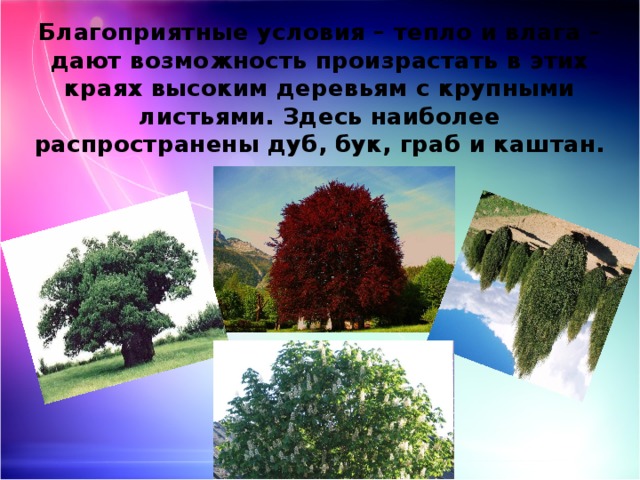 Благоприятные условия – тепло и влага – дают возможность произрастать в этих краях высоким деревьям с крупными листьями. Здесь наиболее распространены дуб, бук, граб и каштан. 