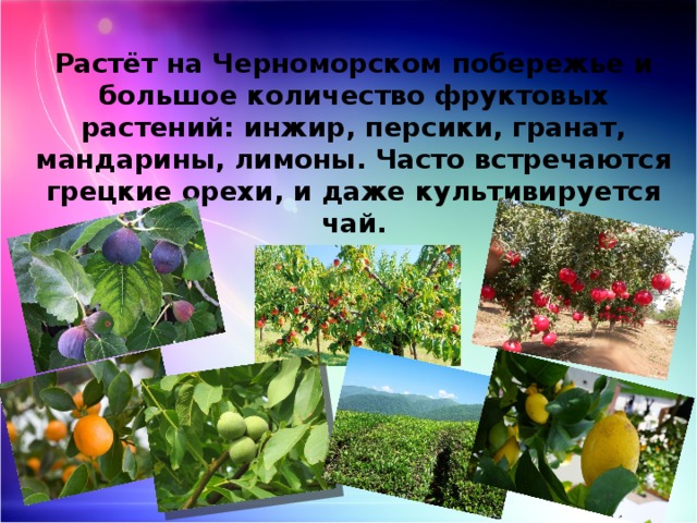 Растёт на Черноморском побережье и большое количество фруктовых растений: инжир, персики, гранат, мандарины, лимоны. Часто встречаются грецкие орехи, и даже культивируется чай. 