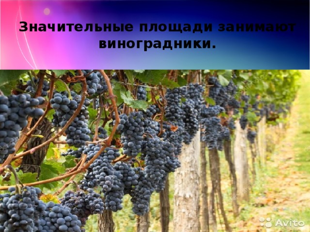 Значительные площади занимают виноградники. 