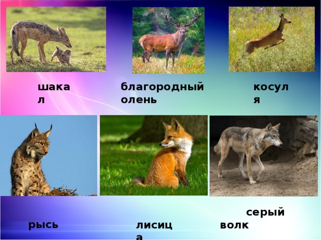 шакал благородный олень косуля  рысь  лисица  серый волк 