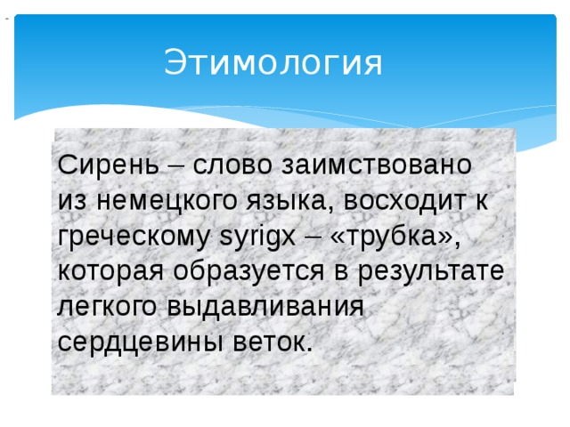                                 Этимология  Сирень – слово заимствовано из немецкого языка, восходит к греческому syrigx – «трубка», которая образуется в результате легкого выдавливания сердцевины веток. 