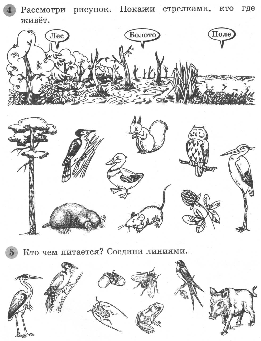 Назови животных изображенных на рисунке