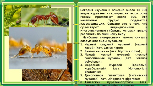 Сегодня изучено и описано около 13 000 видов муравьев, из которых на территории России проживают около 300. Эти насекомые трудно поддаются классификации. Связано это с тем, что существуют виды-двойники и многочисленные гибриды, которых трудно различить по внешнему виду.  Наиболее интересными можно считать следующие виды муравьев: Черный садовый муравей (черный лазий) (лат. Lasius niger); Рыжая мирмика (лат. Myrmica rubra) ; Малый лесной муравей (лесной голоспинный муравей) (лат.  Formica polyctena) ; Фараонов муравей (домовый, корабельный) (лат.  Monomorium pharaonis); Динопонера гигантская (гигантский муравей) (лат. Dinoponera gigantea); Азиатский муравей-портной (лат. Oecophylla smaragdina) и другие. 