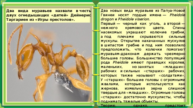 Два новых вида муравьев из Папуа-Новой Гвинеи носят гордые имена — Pheidole drogon и  Pheidole viserion . Первый — черный как уголь, а второй — нежного кремового цвета. Спины насекомых украшают колючие гребни, а под плечами скрываются сильные мускулы. Открытие накачанных мускулов в шипастом гребне и под ним позволило предположить, что колючки помогают муравьям-драконам держать чрезмерно большие головы. Большинство популяций рода Pheidole имеют правящих королев, маленьких, но занятых «младших» рабочих и сильных «старших» рабочих, которых также называют «солдатами». У «старших» большие головы с огромными жвалами, которые используются как жернова, измельчая зерна слишком твердые для «младших». Огромные головы «старших» достаточно мускулисты, чтобы поднимать тяжелые объекты. Теорию, однако, предстоит экспериментально проверить. У «младших» рабочих тоже есть гребни с шипами, хотя головы маленькие. Два вида муравьев назвали в честь двух огнедышащих «детей» Дейнерис Таргариен из «Игры престолов». 