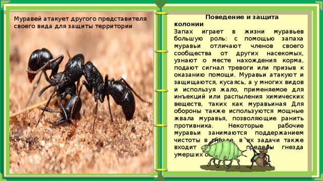  Поведение и защита колонии Запах играет в жизни муравьев большую роль: с помощью запаха муравьи отличают членов своего сообщества от других насекомых, узнают о месте нахождения корма, подают сигнал тревоги или призыв к оказанию помощи. Муравьи атакуют и защищаются, кусаясь, а у многих видов и используя жало, применяемое для инъекций или распыления химических веществ, таких как муравьиная Для обороны также используются мощные жвала муравья, позволяющие ранить противника. Некоторые рабочие муравьи занимаются поддержанием чистоты в гнезде, в их задачи также входит вынос за пределы гнезда умерших особей . Муравей атакует другого представителя своего вида для защиты территории 