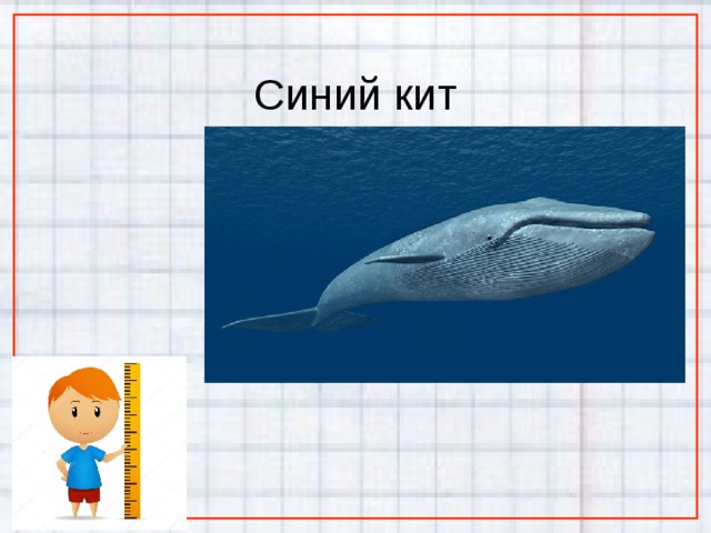  Синий кит 