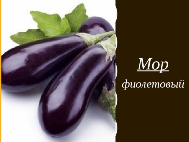 Мор фиолетовый 