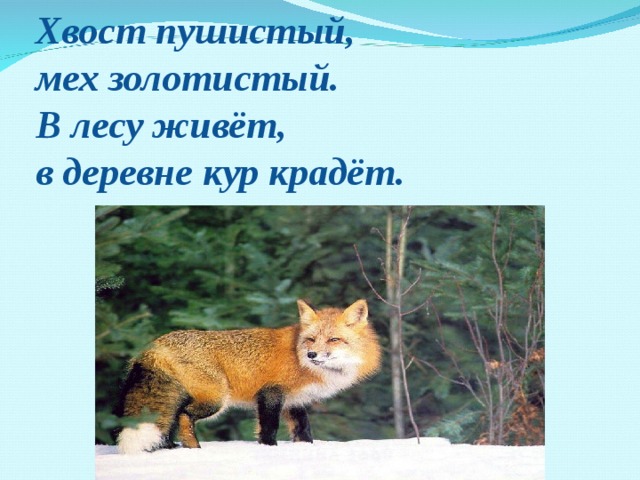 Хвост пушистый, мех золотистый. В лесу живёт, в деревне кур крадёт.   