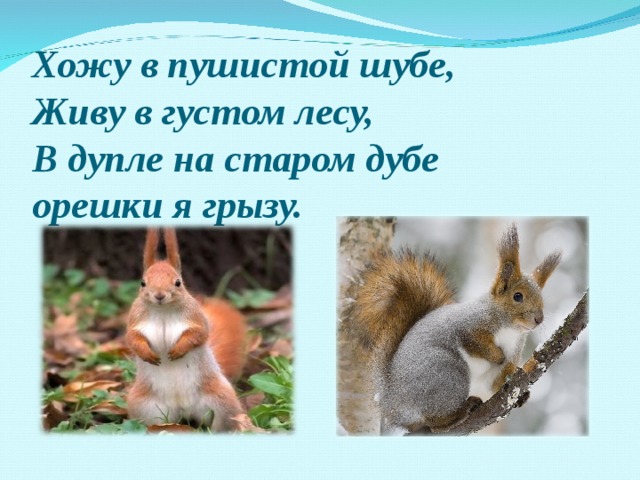 Хожу в пушистой шубе,  Живу в густом лесу,  В дупле на старом дубе  орешки я грызу.   