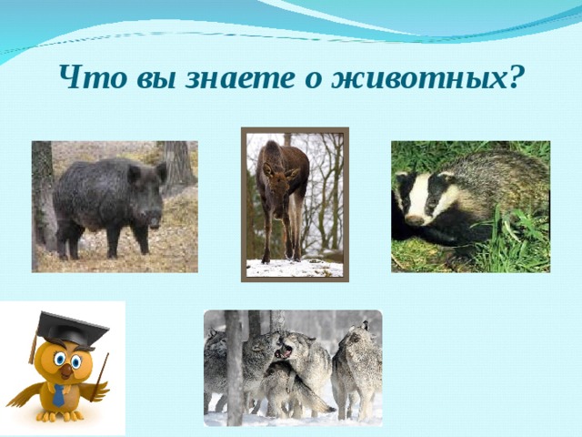  Что вы знаете о животных? 