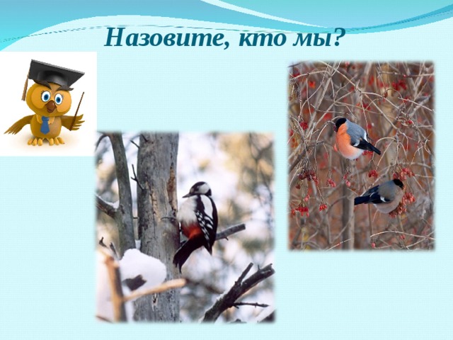  Назовите, кто мы? 