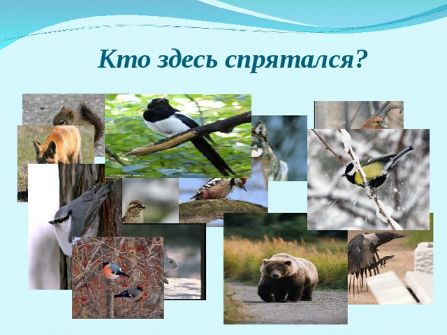 Кто здесь спрятался? 