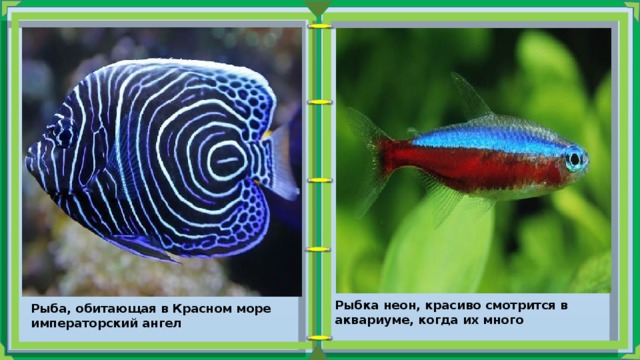 Рыбка неон, красиво смотрится в аквариуме, когда их много   Рыба, обитающая в Красном море императорский ангел   
