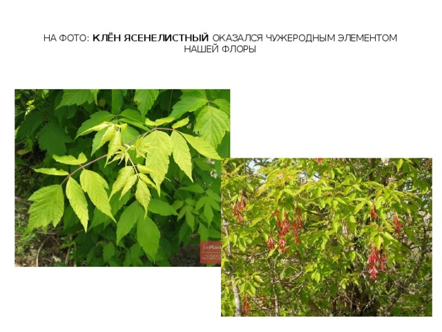 Клен американский фото дерева и листьев описание