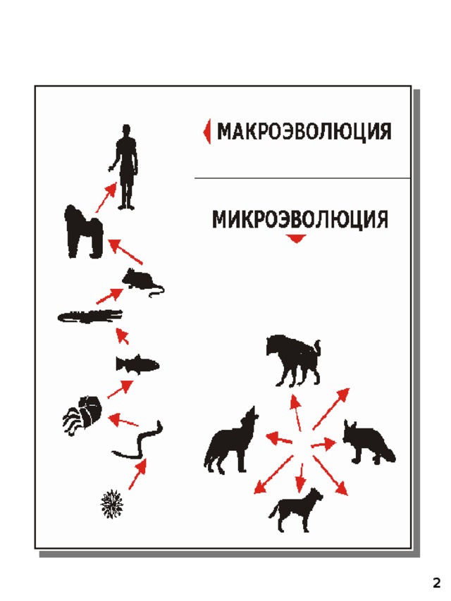 Микроэволюция вид популяция