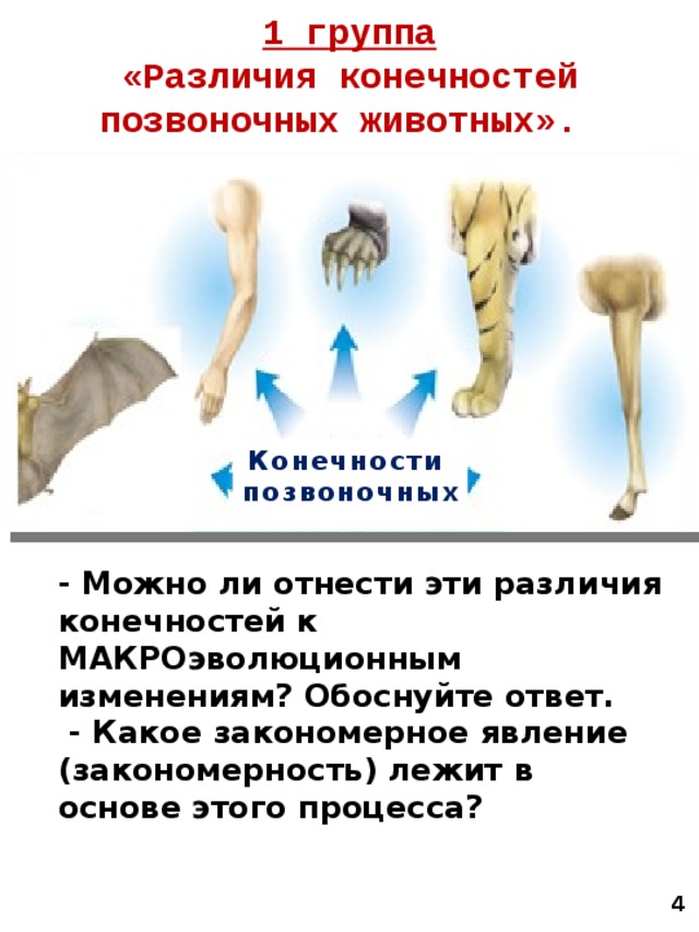 1 группа «Различия конечностей позвоночных животных». Конечности позвоночных - Можно ли отнести эти различия конечностей к МАКРОэволюционным изменениям? Обоснуйте ответ.  - Какое закономерное явление (закономерность) лежит в основе этого процесса?  