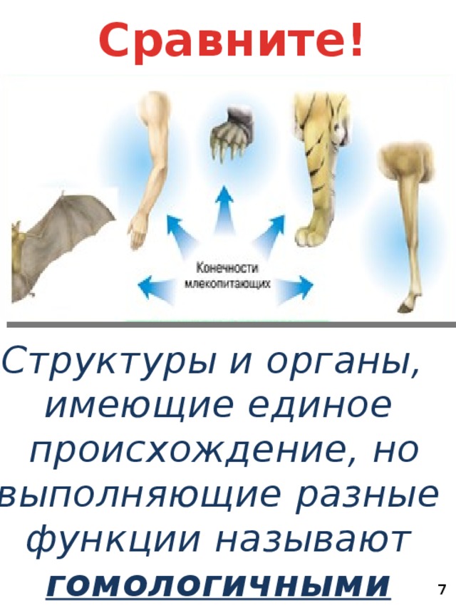 Сравните! Структуры и органы, имеющие единое  происхождение, но выполняющие разные функции называют гомологичными   