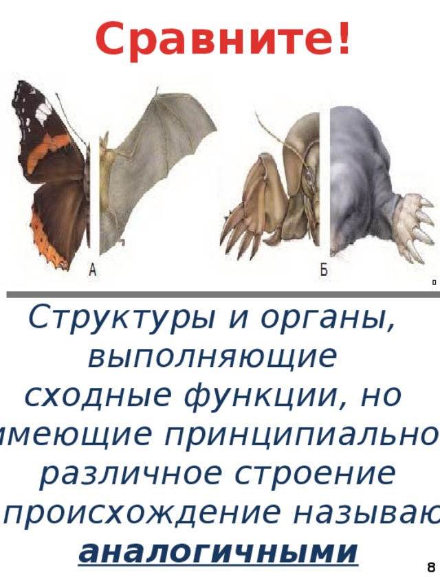 Сравните! Структуры и органы, выполняющие сходные функции, но имеющие принципиально различное строение и происхождение называют аналогичными  