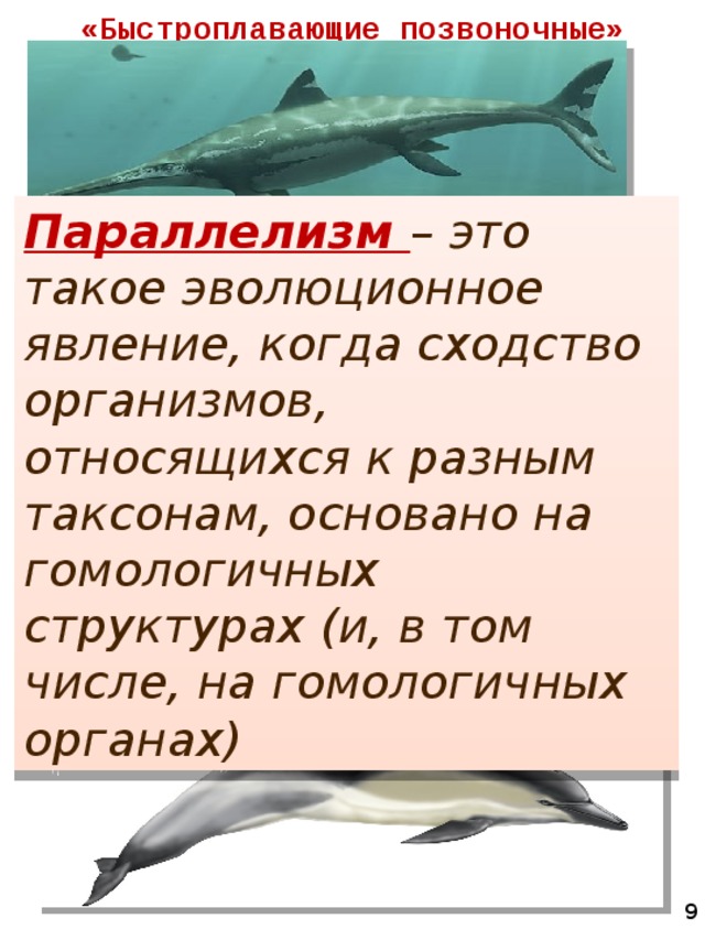 «Быстроплавающие позвоночные» Параллелизм – это такое эволюционное явление, когда сходство организмов, относящихся к разным таксонам, основано на гомологичных структурах (и, в том числе, на гомологичных органах)  