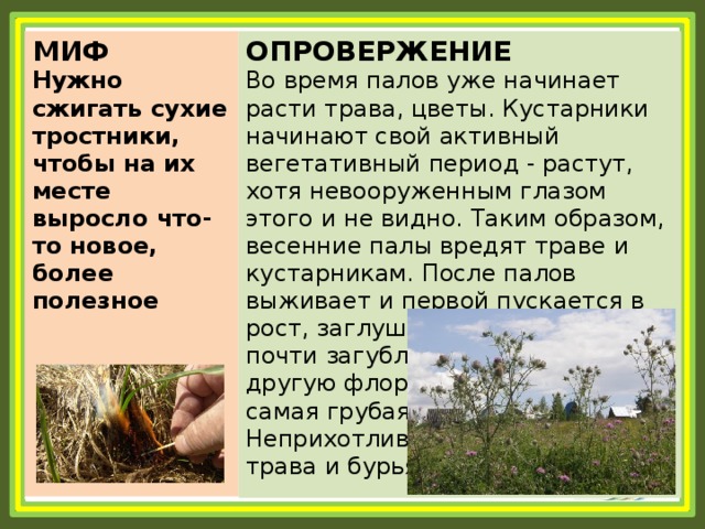 МИФ Нужно сжигать сухие тростники, чтобы на их месте выросло что-то новое, более полезное ОПРОВЕРЖЕНИЕ Во время палов уже начинает расти трава, цветы. Кустарники начинают свой активный вегетативный период - растут, хотя невооруженным глазом этого и не видно. Таким образом, весенние палы вредят траве и кустарникам. После палов выживает и первой пускается в рост, заглушая ослабленную и почти загубленную другую флору, самая грубая, Неприхотливая трава и бурьян. 