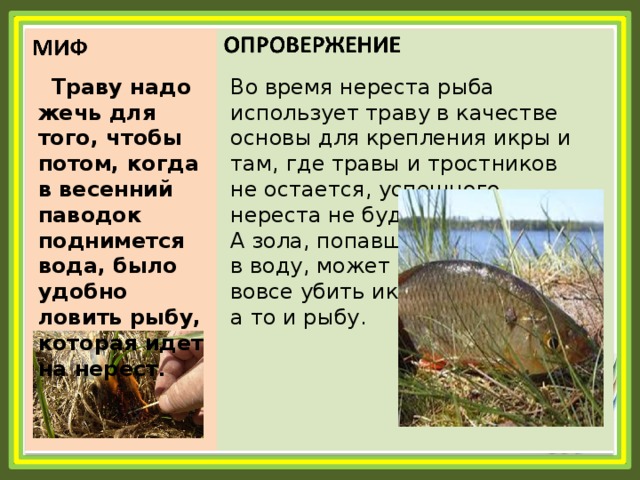  Траву надо жечь для того, чтобы потом, когда в весенний паводок поднимется вода, было удобно ловить рыбу, которая идет на нерест . Во время нереста рыба использует траву в качестве основы для крепления икры и там, где травы и тростников не остается, успешного нереста не будет. А зола, попавшая в воду, может и вовсе убить икру, а то и рыбу. 