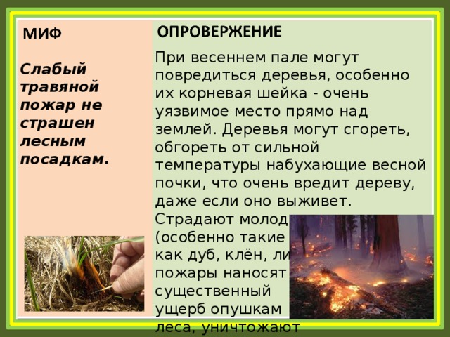 При весеннем пале могут повредиться деревья, особенно их корневая шейка - очень уязвимое место прямо над землей. Деревья могут сгореть, обгореть от сильной температуры набухающие весной почки, что очень вредит дереву, даже если оно выживет. Страдают молодые деревца (особенно такие ранимые породы как дуб, клён, липа). Травяные пожары наносят существенный ущерб опушкам леса, уничтожают молодую древесную поросль. Слабый травяной пожар не страшен лесным посадкам. 