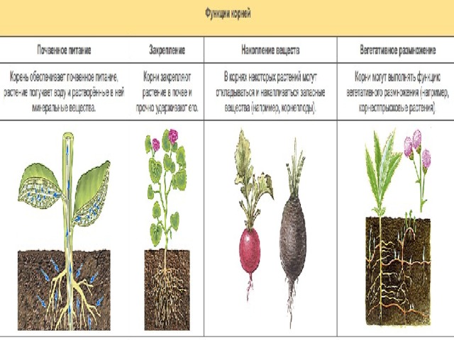 Функции корня 6 класс. Функции корня биология 6 класс. Функции корня и листа. Основные функции корней биология 6 класс. Функции корня биология 5 класс.