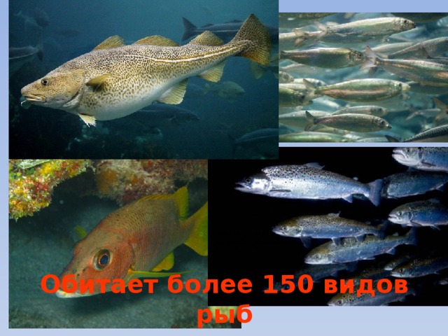 Обитает более 150 видов рыб 