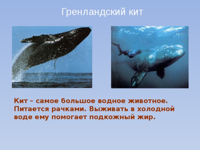 Гренландский кит Кит – самое большое водное животное. Питается рачками. Выживать в холодной воде ему помогает подкожный жир. 
