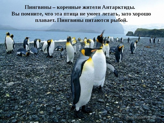 Пингвины – коренные жители Антарктиды.  Вы помните, что эта птица не умеет летать, зато хорошо плавает. Пингвины питаются рыбой. 