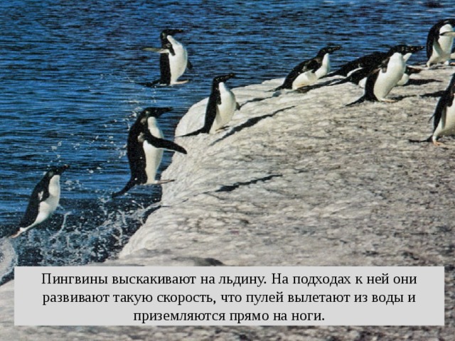 Пингвины выскакивают на льдину. На подходах к ней они развивают такую скорость, что пулей вылетают из воды и приземляются прямо на ноги. 