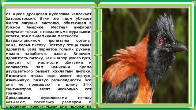 Из жуков дроздовая мухоловка извлекает батрахотоксин. Этим же ядом убивает жертв лягушка листолаз, обитающая в Южной Америке. Местная амфибия получает токсин с поедаемыми муравьями, кстати, тоже эндемиками местности. Батрахотоксином пропитаны органы, кожа, перья питоху. Поэтому птица самая ядовитая. Взяв пернатое голыми руками, можно заработать ожоги. Впрочем, ядовитость питоху, как и шпорцевого гуся, зависит от местности обитания и количества там нанисани. Кроме двухцветного бывает хохлатый питоху. Ядовитая птица еще имеет черную, изменчивую, ржавую разновидности. Все они не превышают в длину 34-х сантиметров, весят несколько сот граммов. Дроздовыми мухоловками питоху называют, поскольку размером и строением, конституцией они похожи на дроздов. Заостренный клюв ядовитых птиц создан, чтобы ловить насекомых, в том числе и мух. 